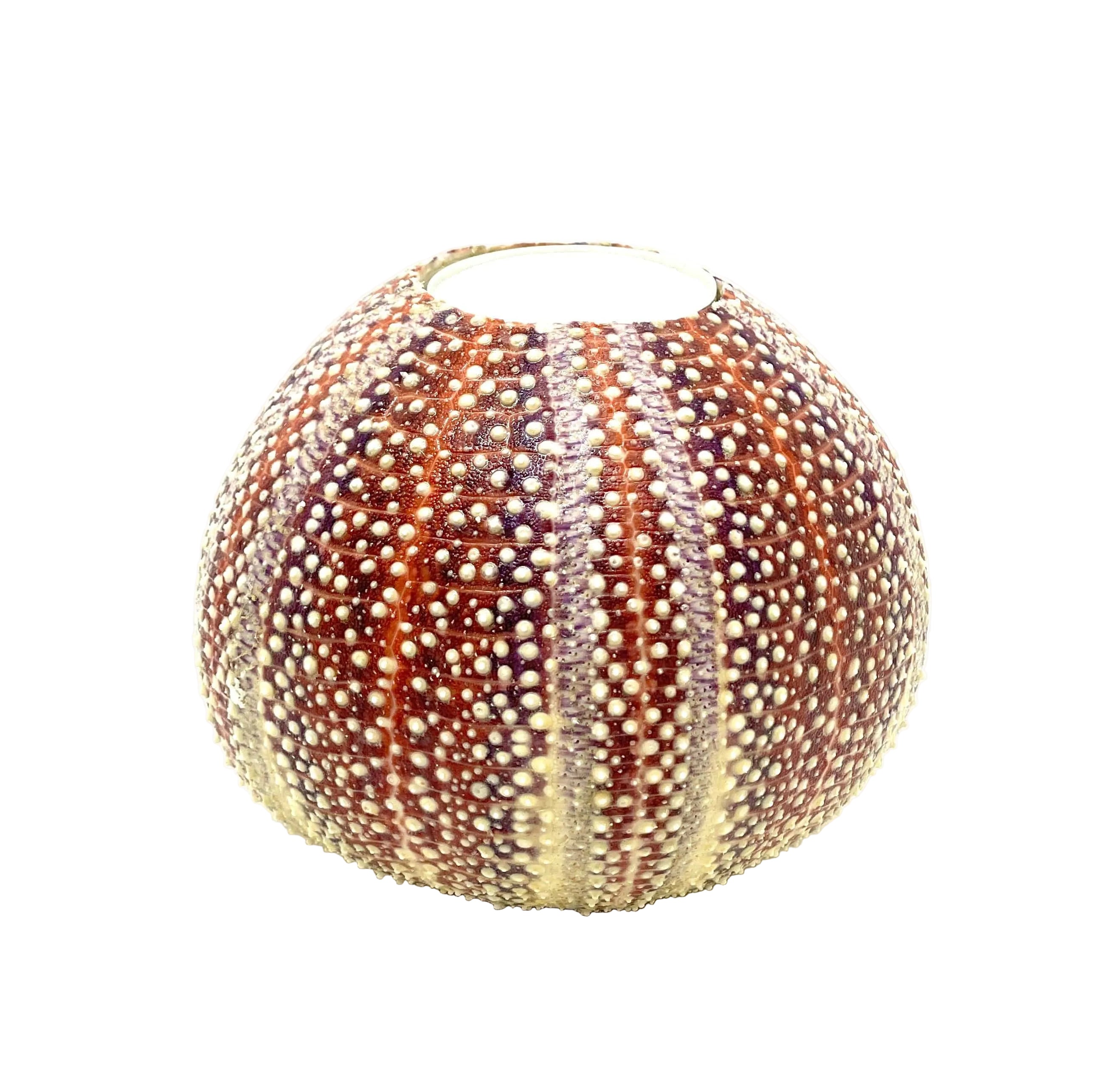 Sea Urchin Candle Holders