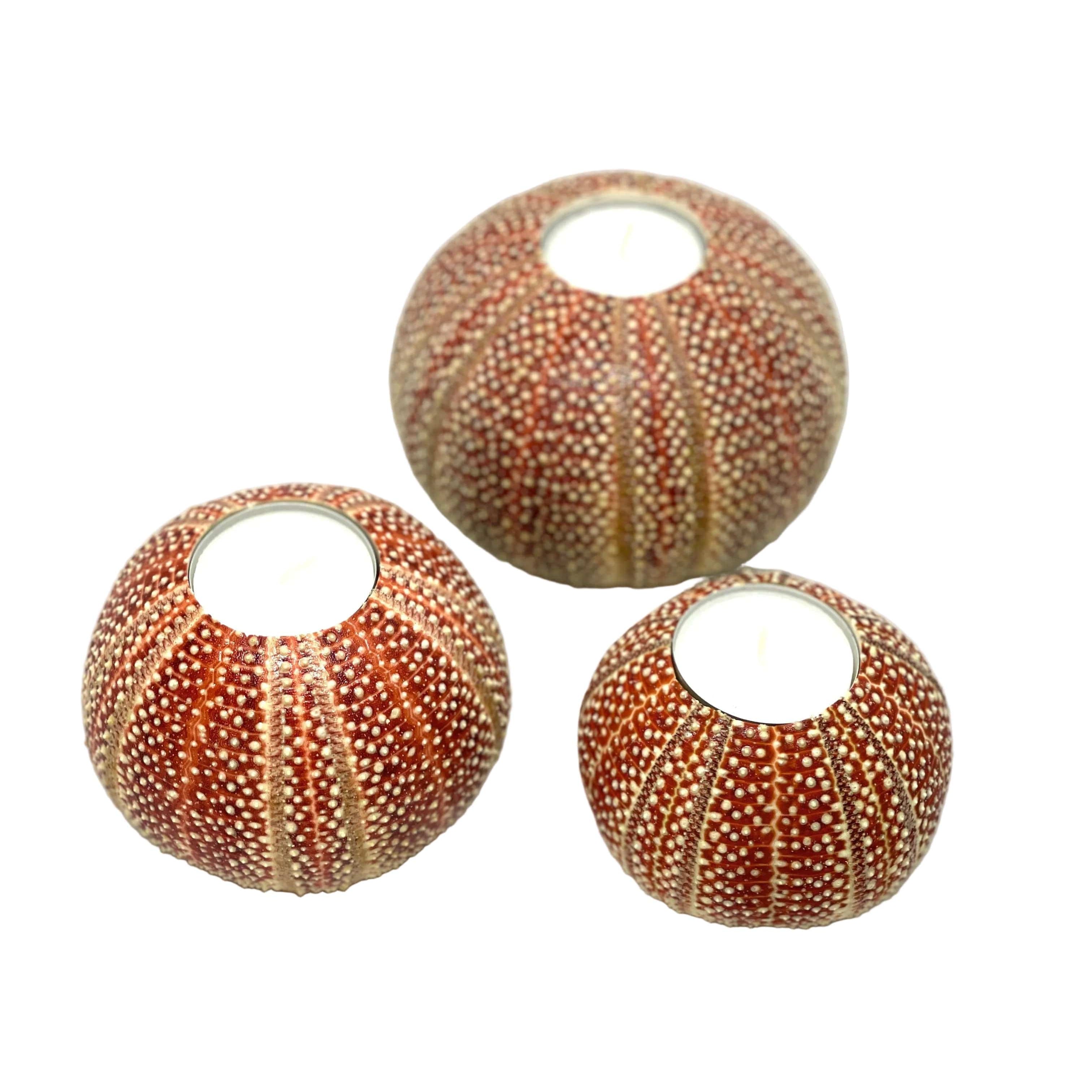 Three sea urchin shells with circular openings on a white background