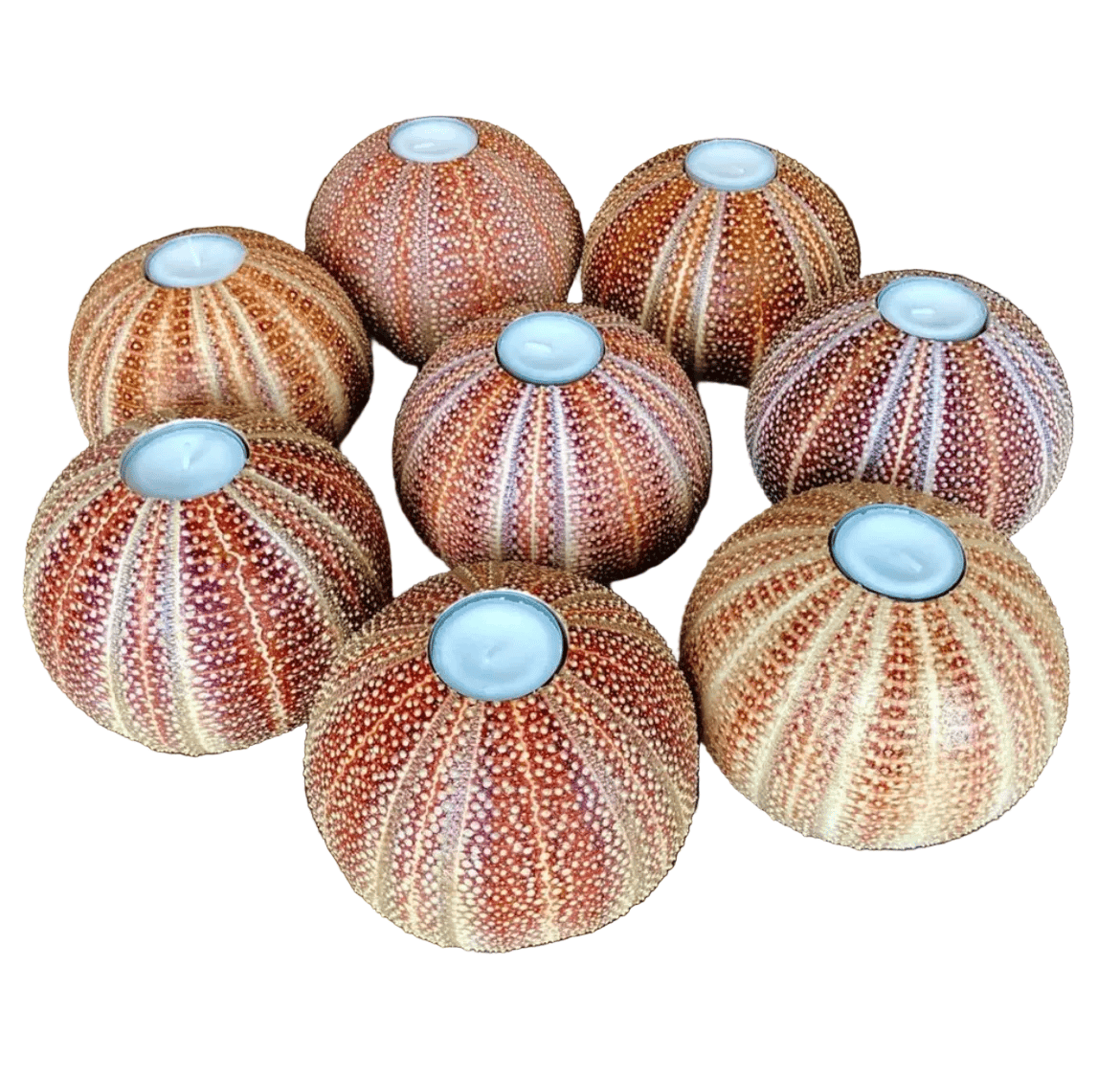 Decorative items made from sea urchin shells with candles inside on a wooden surface.