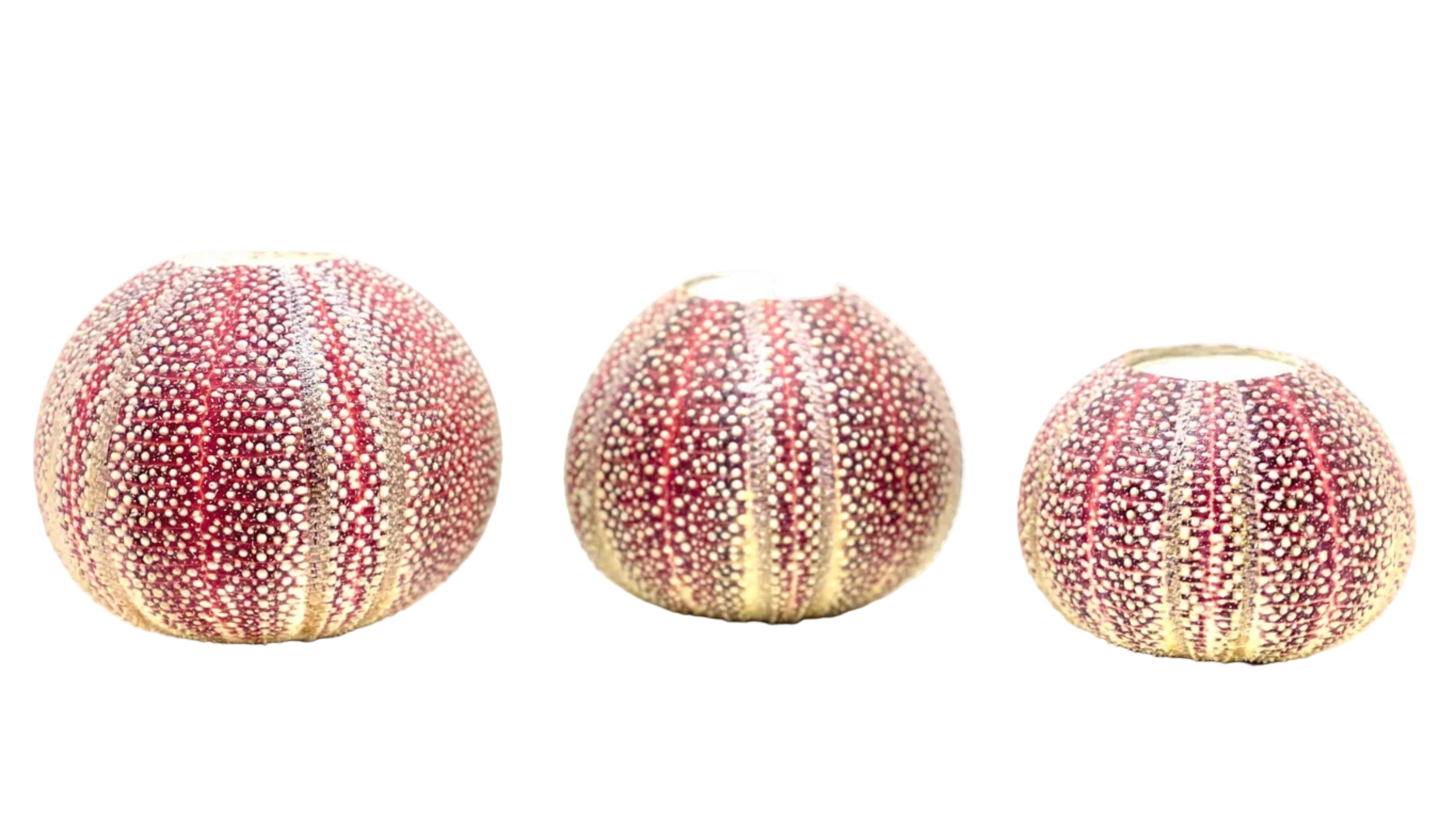 A set of three sea urchin candle holders in descending size order, displaying rusty pink orange colors with natural patterns.