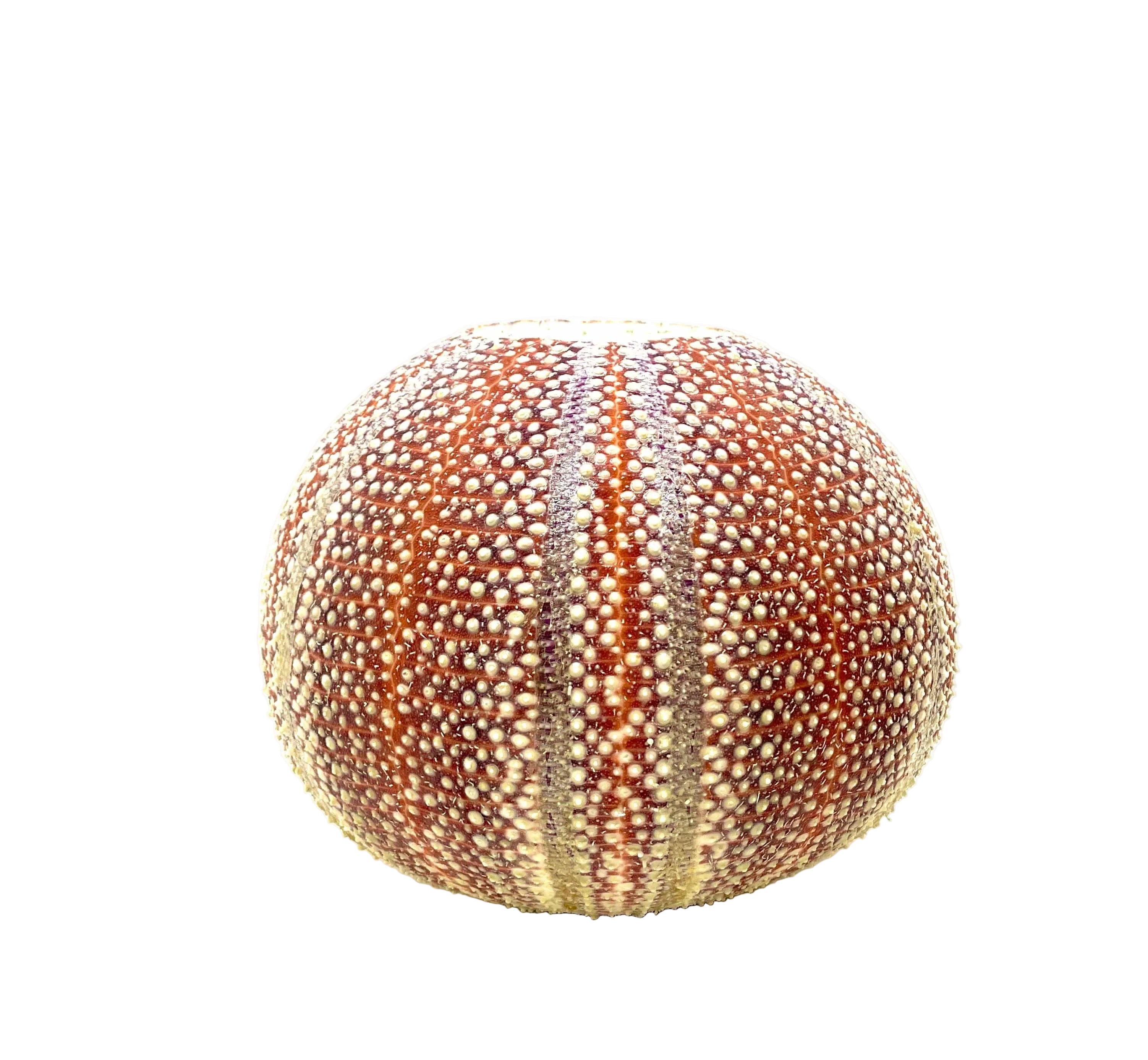 Sea Urchin Candle Holders