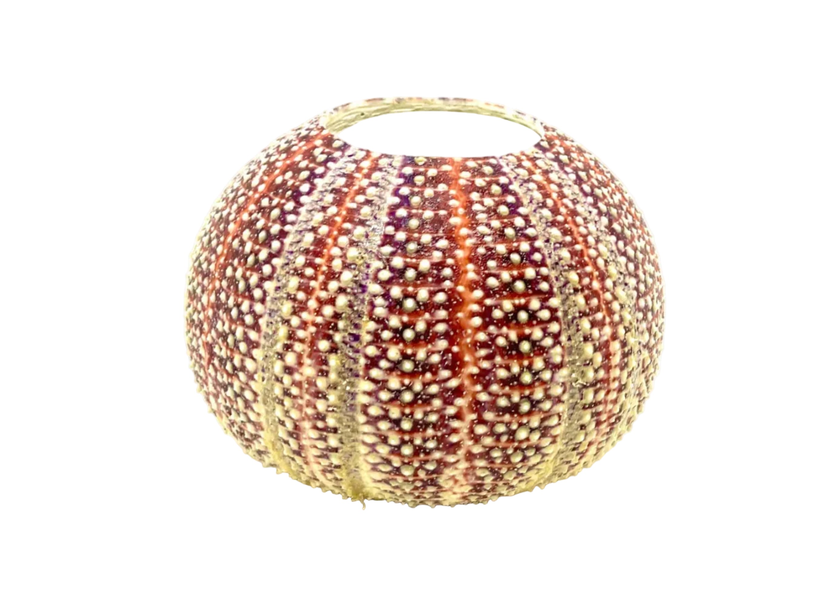 Sea Urchin Candle Holders