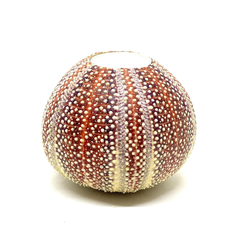 Sea Urchin Candle holder Large