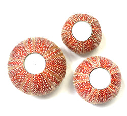 Sea Urchin Candle holders Trio
