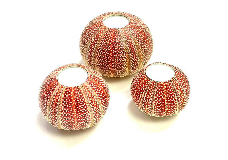 Sea Urchin Candle holders Trio